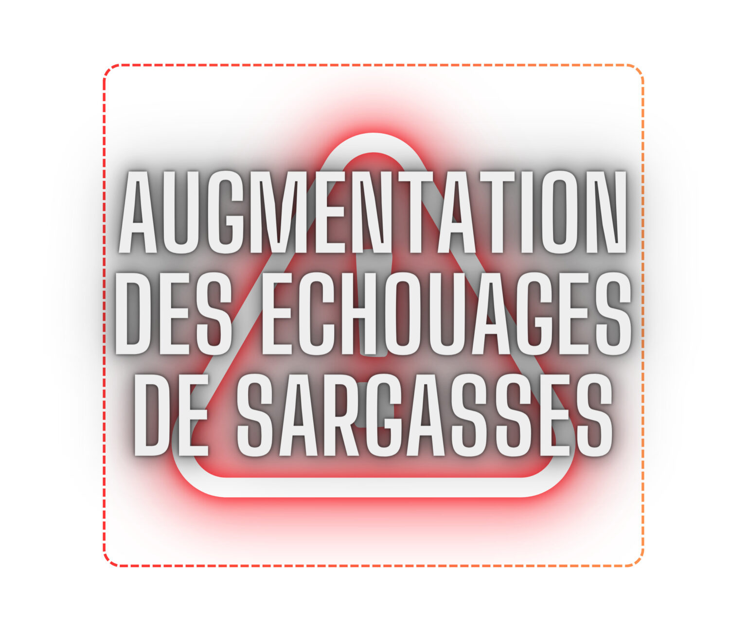 Augmentation des echouages de sargasses (B)