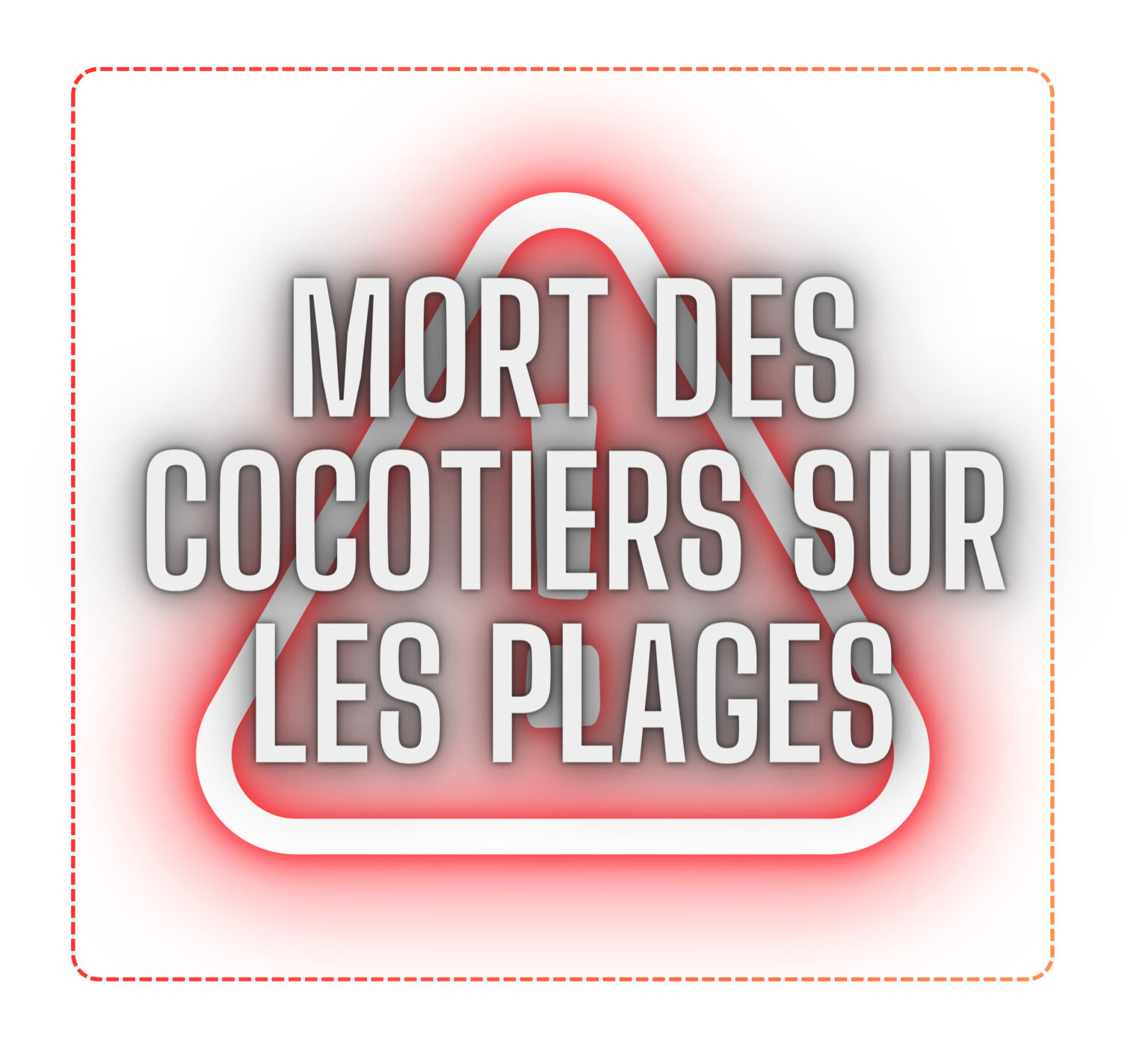 MORT DES COCOTIERS sur les plages (B)
